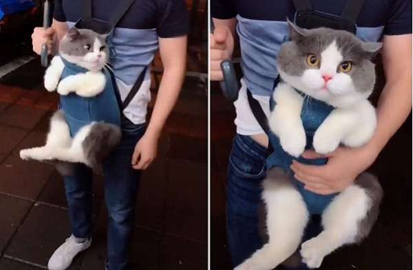 胖貓皇用嬰兒背帶模樣超激萌　微服出巡讓路人都想抱緊處理啊
