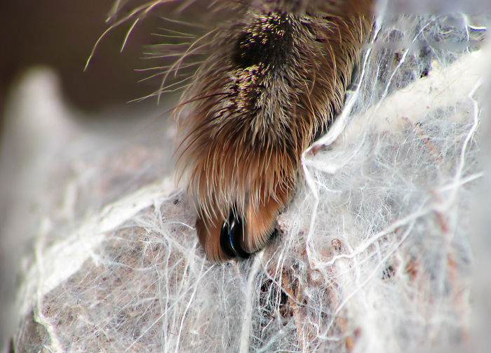 蜘蛛「有爪」這件事看了這些照片才知道沒騙人，完全顛覆了大家對蜘蛛的認識！