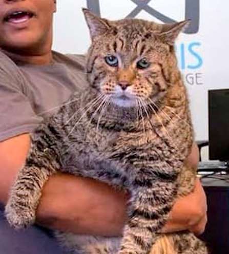 體型驚人的「12公斤巨貓」求領養　志工吃力抱起：快把這隻帶走啊～