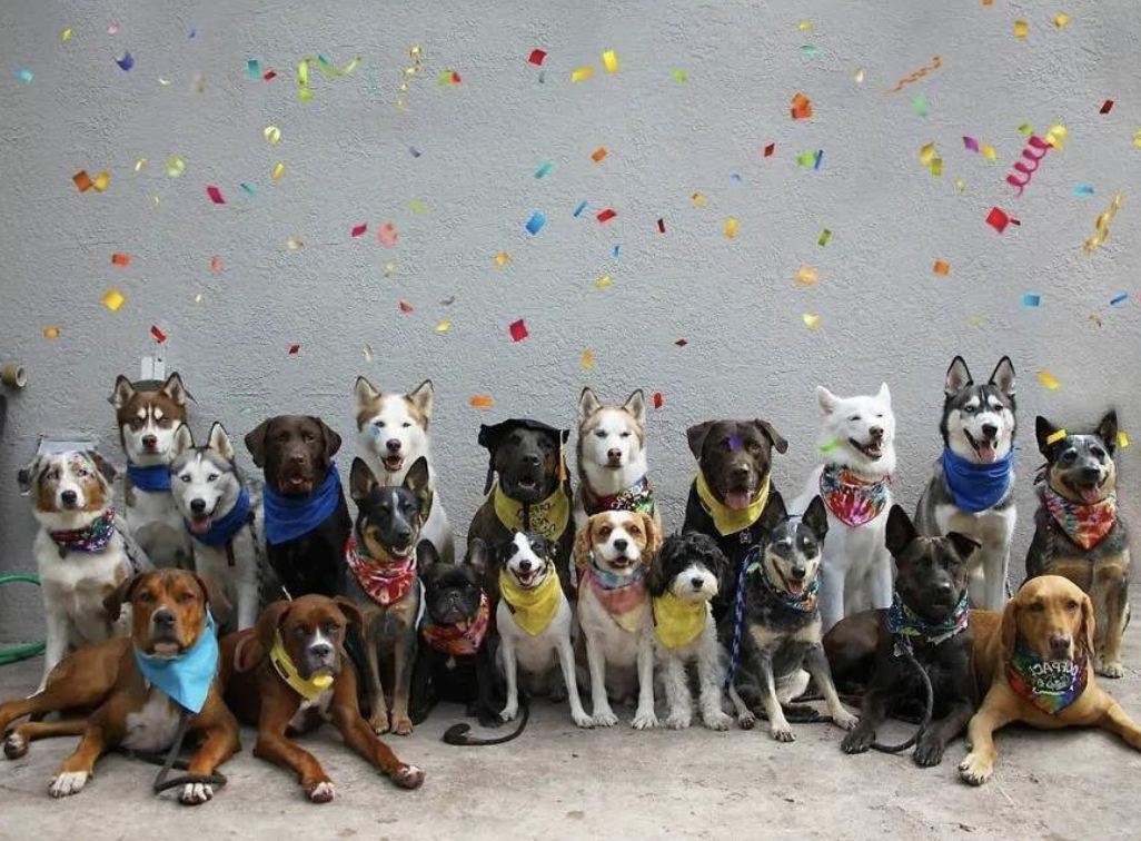 「狗狗幼兒園」發佈同學療癒大合照！　每隻都「看鏡頭燦笑」網驚詫：怎麼做到的啦