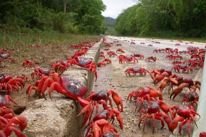 螃蟹大軍出發！澳洲聖誕島「滿片血紅」　居民：無法出門了
