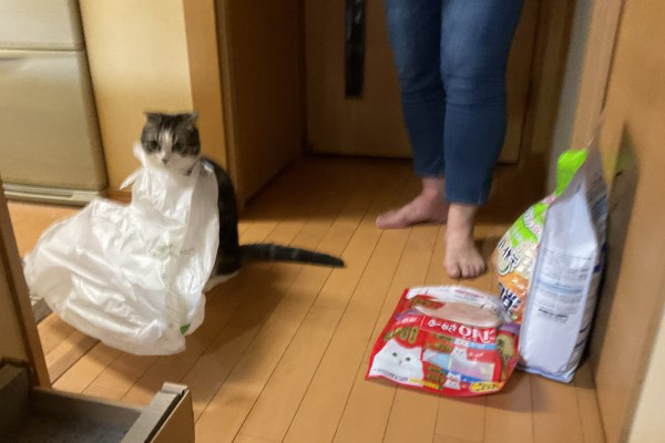 奴才隨手放塑膠袋！　回頭見貓貓「自己折手手打包」：歡迎外帶♡