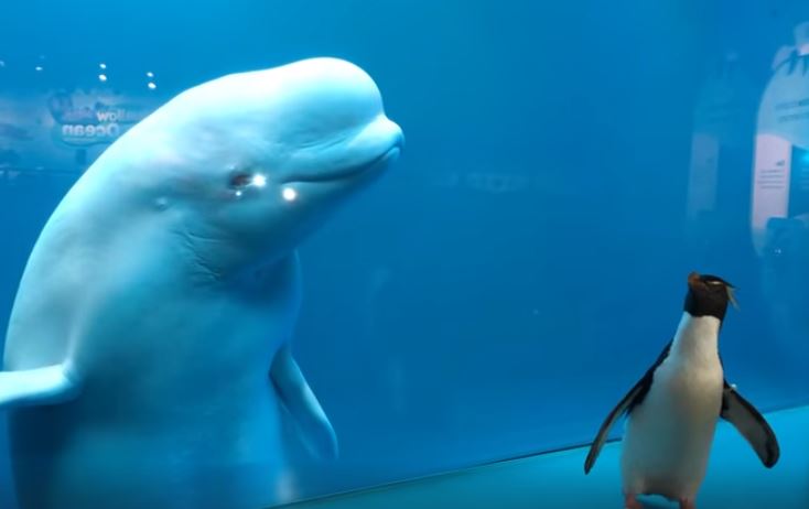 水族館閉館「企鵝趴趴走」　白鯨超好奇「大眼狂盯」：這隻是什麼鳥？