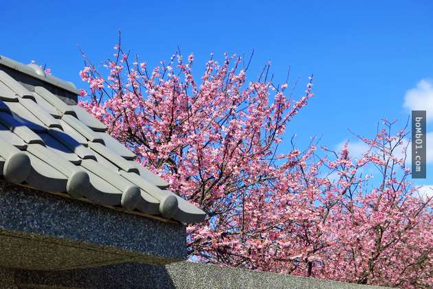準備好迎接台灣櫻花季的人看這裡，「全台15個人氣賞櫻地點」保證讓你看櫻花看到爽！