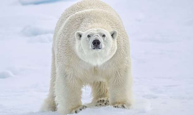 環保吸管一點都不環保？　他怒斥：救了海龜卻殺了北極熊　