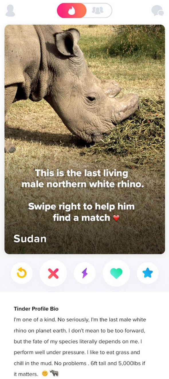 「世上最後一隻雄性北白犀牛」照片在網上瘋傳，孤獨憂鬱的眼神害網友落淚「人類是最無情的動物」！