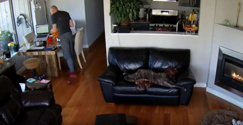 狗狗累癱在沙發上打盹一翻身摔到地板上　擔心查看發現「沒反應」一秒笑噴
