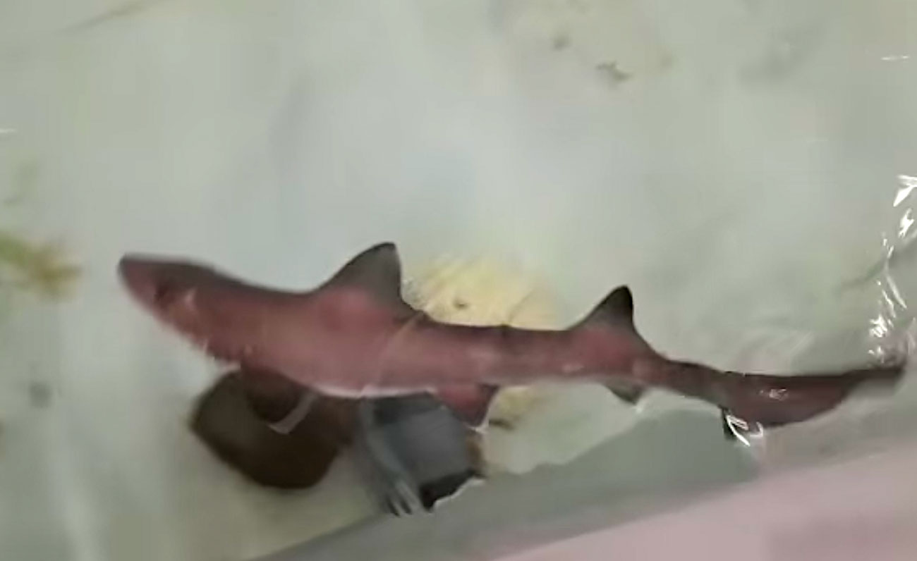 獨居10年！水族館雌鯊「竟產下小鯊魚」　科學家驚訝：無雄鯊DNA