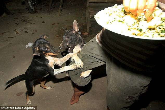 寵物狗也被偷去殺！　他拍下「印尼狗肉工廠」的運作　狗狗的眼神全是絕望