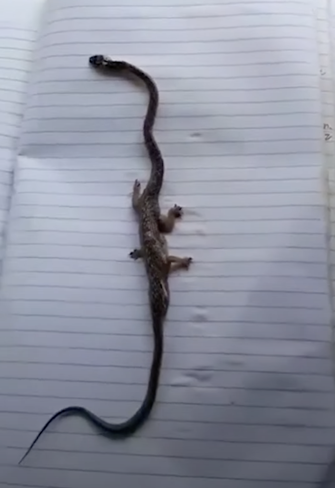 菲律賓驚見超奇特生物「四腳蛇」！　腹部突起長4短腿攻擊力超強