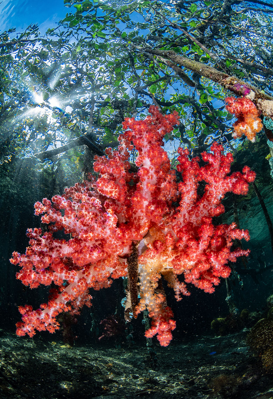 78國參賽者踴躍投稿！　「2019 海洋藝術水下攝影」超多絕美得獎作品
