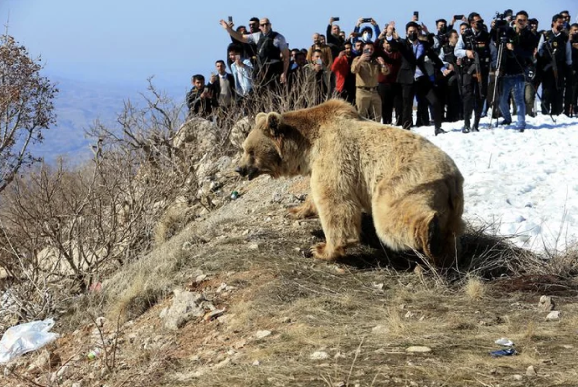 野放失敗！6隻棕熊出籠「直接衝向救援者」　看熱鬧民眾驚嚇逃離