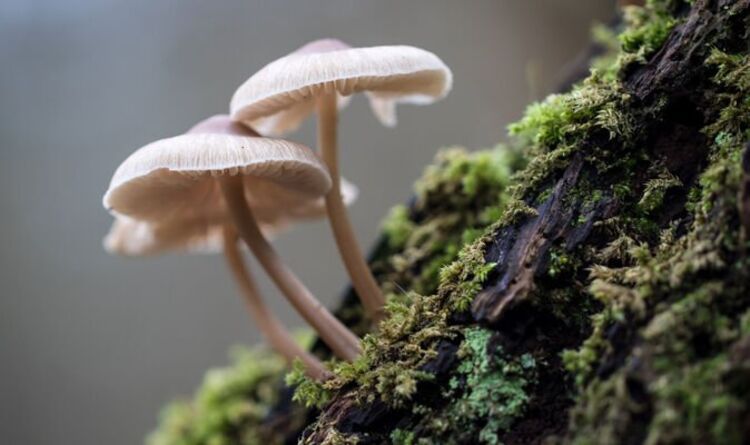 蘑菇原來會「說話」？　科學家發現：它們至少會50個字