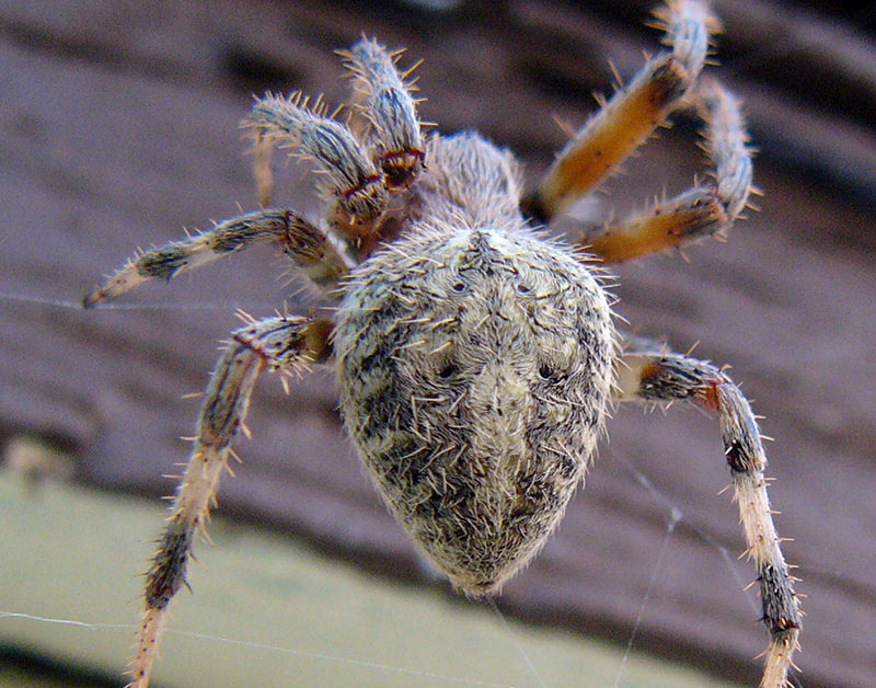 真的有八爪怪？　森林驚見「超大片密集蜘蛛網」　網友：都可以抓人了吧！