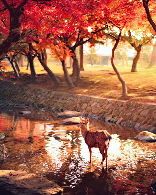 日本攝影師拍攝奈良「紅葉見頃」美景　浪漫畫面讓人心醉