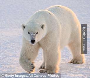 獵人在加拿大獵殺到的熊「和他平常遇到的很不一樣」，拿給學者研究後發現人類真的要完蛋了…