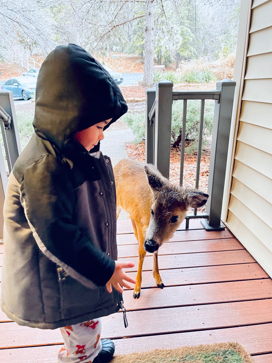 4歲童外出度假　帶一隻「小鹿朋友」回家：邀牠來玩了♡