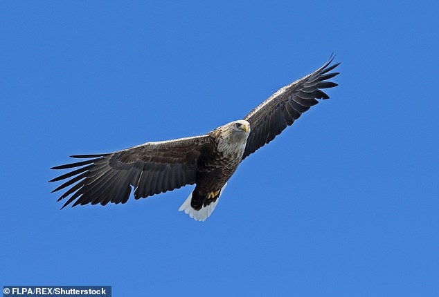 大好消息！英國最巨大猛禽復育成功　「消失240年」終於重返天空