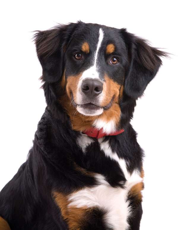 世界網友票選「10種最美麗的狗狗」　第一名很可能「就是你家那隻」