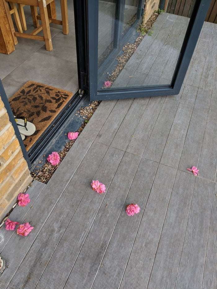 搬家後「每天後院都多一朵花」　原來是鄰居貓咪叼來：這是給你的見面禮～