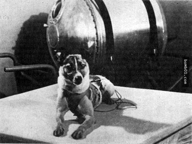 蘇聯曾經把一隻流浪狗當成實驗品送上太空船，超殘忍的過程完全無視動物的尊嚴！