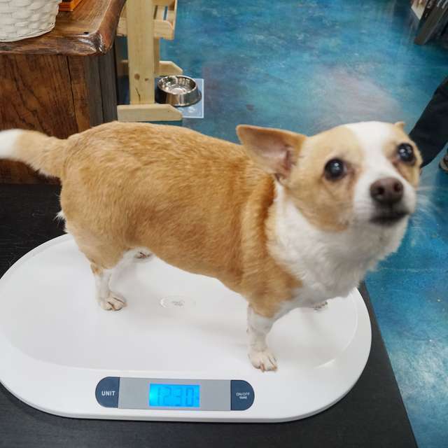 「過重小狗」失去主人生無可戀　減4公斤後變萌犬收穫真愛