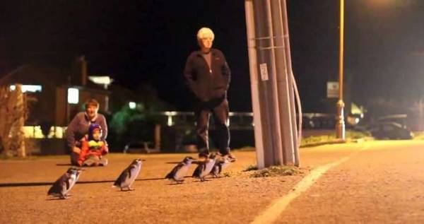 迷你「小藍企鵝」過馬路屢遭撞！　特建「秘密通道」牠們乖排路隊：請往這邊走～