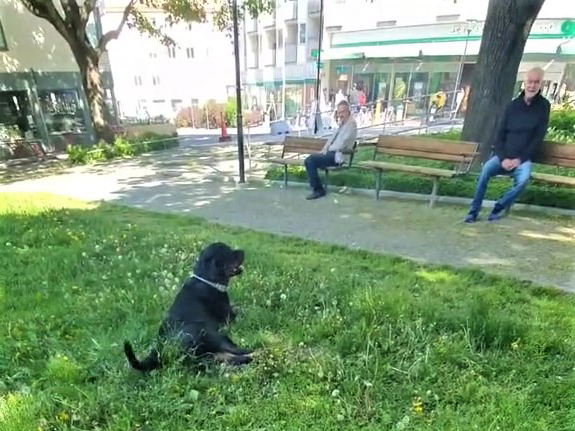 要摸摸我嗎？愛犬主動搭訕「公園陌生阿公」討摸　背後原因超暖：希望你快樂♡