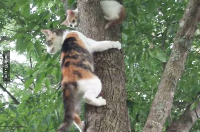 小貓卡在樹上下不來　母貓爬上樹卻不救牠　網友看到最後驚嘆：貓媽媽專業！