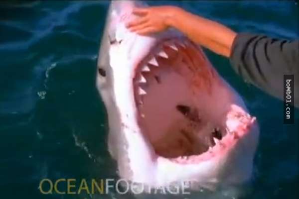 狂男在海上遇到大白鯊的第一反應　竟然是「伸手摸摸頭」