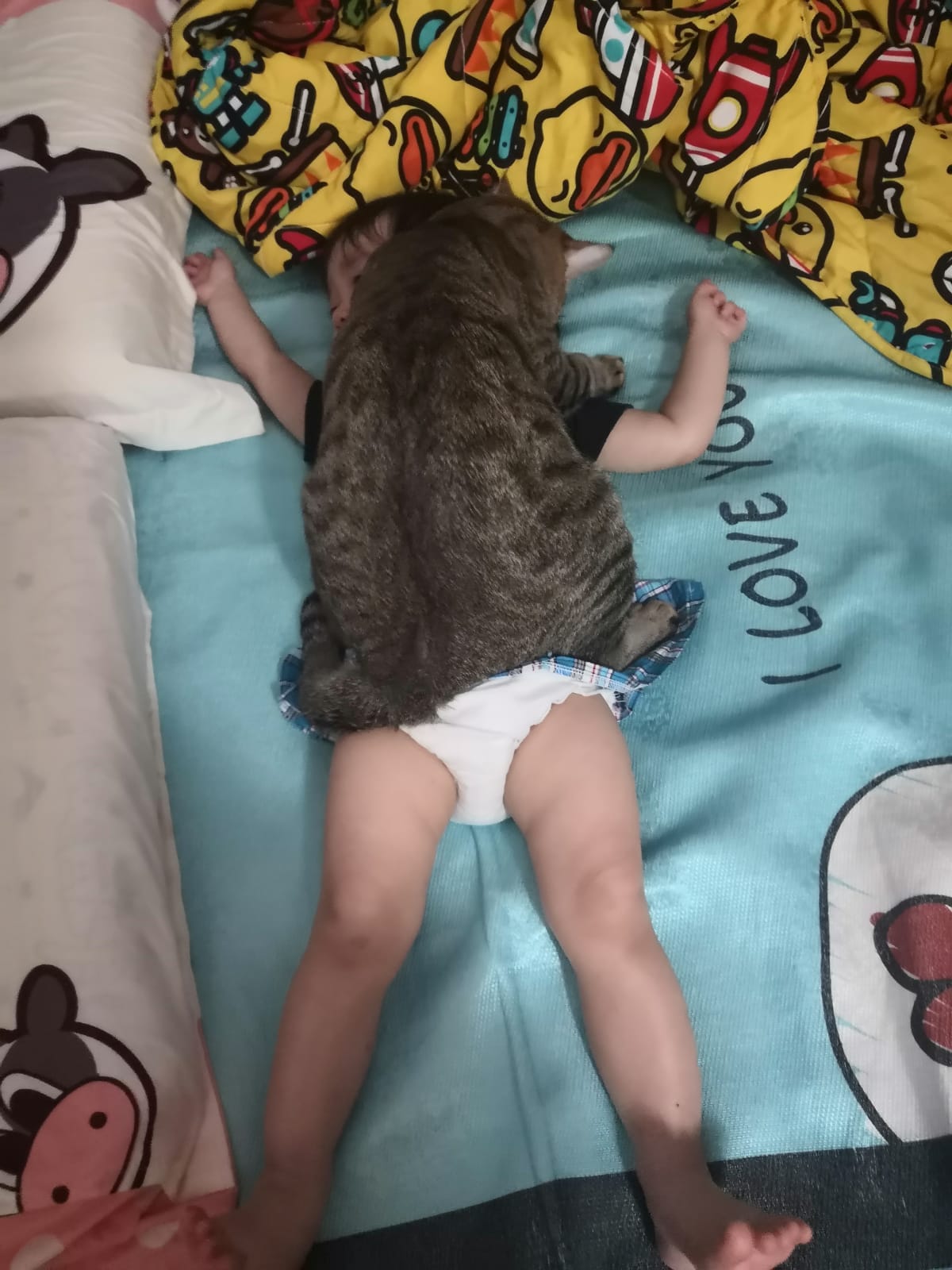 喵版愛的迫降！女童睡午覺「7公斤胖貓變毛毯」　網笑翻：還有呼吸嗎？