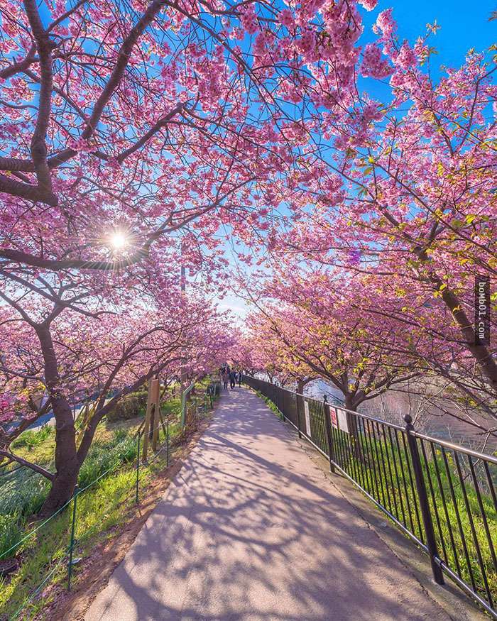 日本「8000棵櫻花樹」已經開花讓大家搶著去賞櫻，壯觀的粉紅海畫面只看照片也超過癮啊！