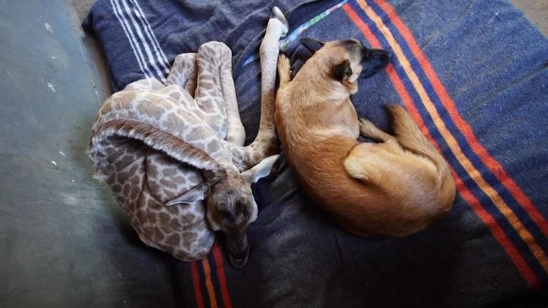 暖汪把野生小長頸鹿「當親兄弟照料」　互相依偎畫面好療癒：睡覺也要一起