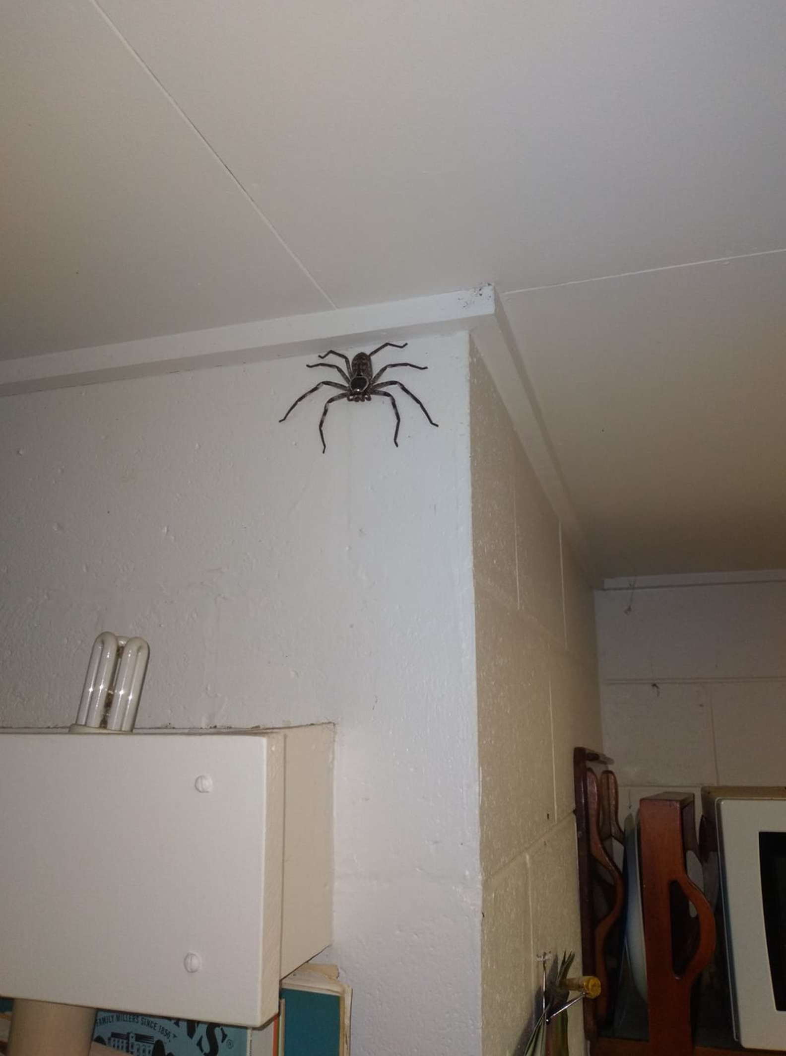 孵化了！牆壁爬滿密密麻麻「蜘蛛寶寶」　澳洲媽「一點不慌」反應超驚人
