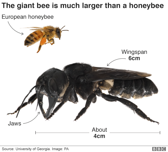 以為早滅絕！科學家偶然發現「世界最大蜜蜂」　興奮：消失40年了！
