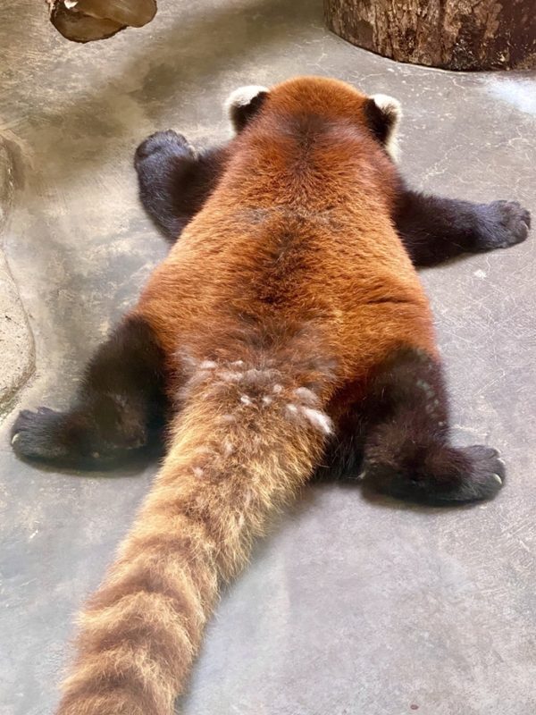 好熱好熱！日本動物園小熊貓「融化消暑」　「大字型趴地」萌翻網友：怎麼有一張餅？