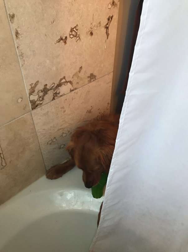 「洗澡澡辛苦了！」　狗狗以為主人洗澡「超痛苦」　特別叼來最愛玩具給他安慰