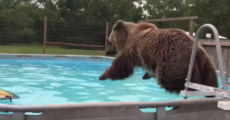 熊熊的「跳水瞬間」定格畫面超爆笑　撲通一聲泡進去：好爽～