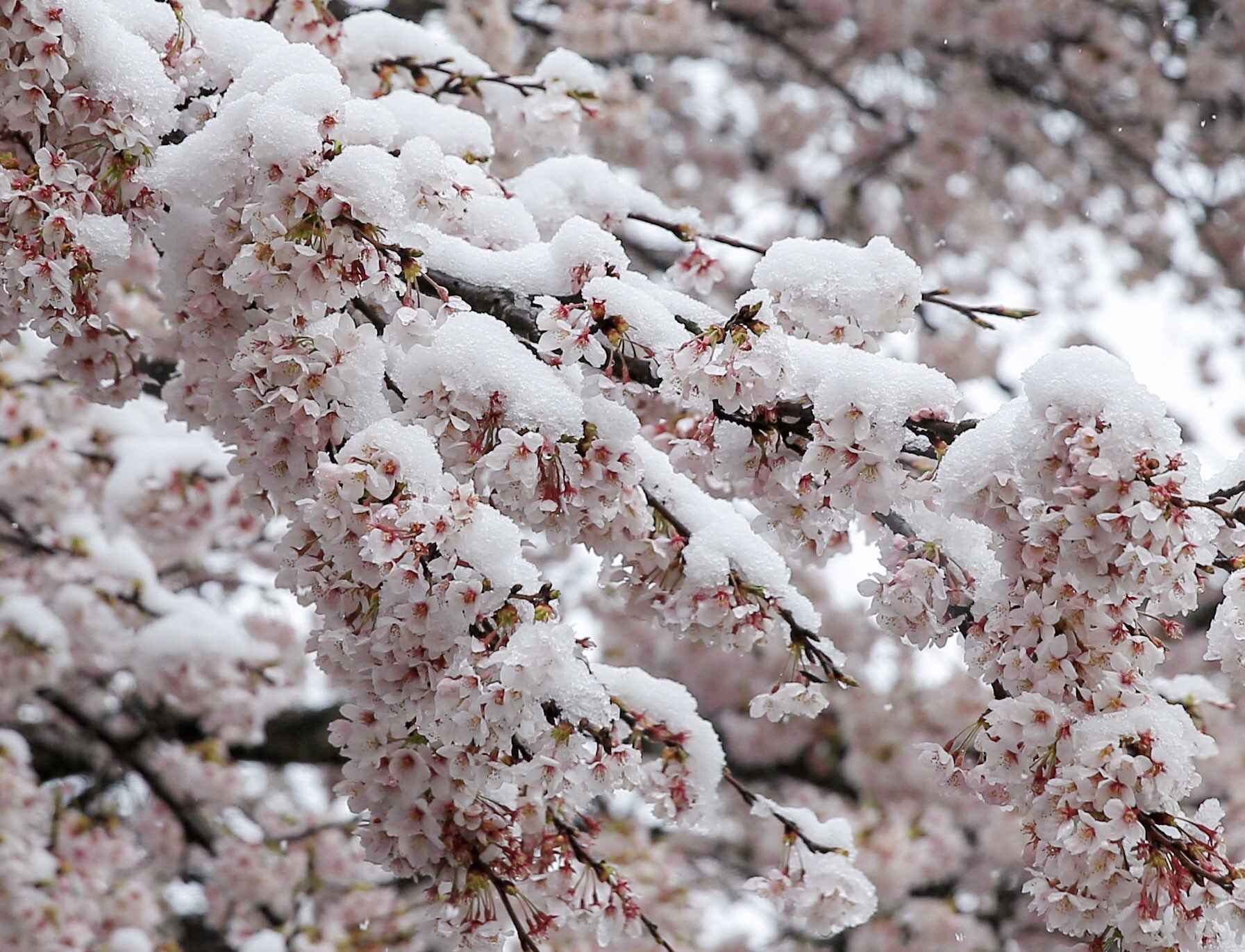 日本關東4月超反常落雪！　推特狂晒罕見「雪櫻奇景」如置身夢境