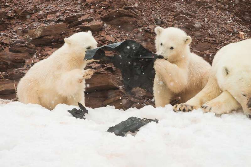 「塑膠垃圾」成為北極熊的玩具和食物　本來應該幸福的畫面讓人揪心