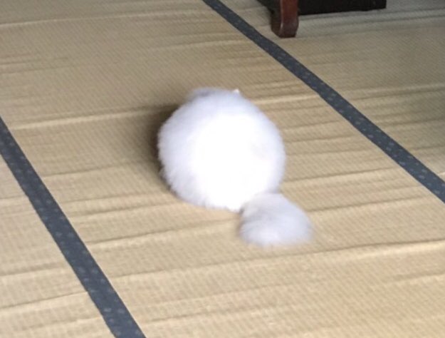 老家地板出現「謎之毛球」　大家都笑了：這不是那個掏耳朵的嗎？