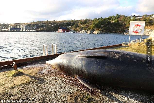 2噸重的鯨魚「卻餓死在海灘上」引起國際關注，剖開胃部一看專家指說了一句不意外…