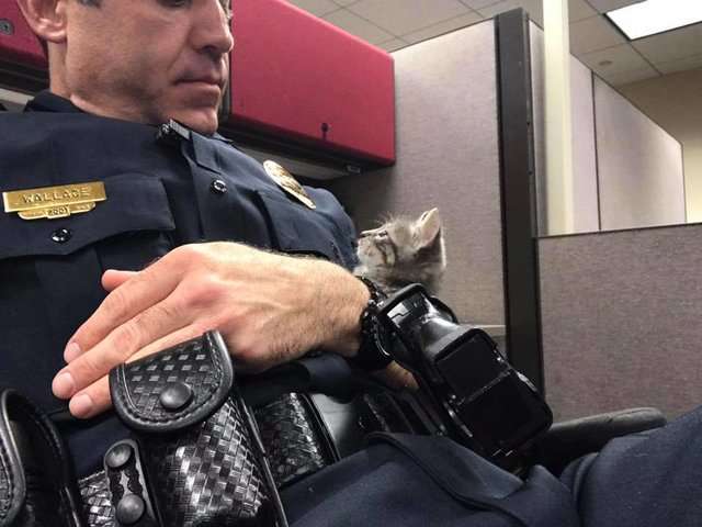 小浪貓被帶回警局反應很驚恐　暖警一把牠抱在懷裡：我決定當牠的爸爸