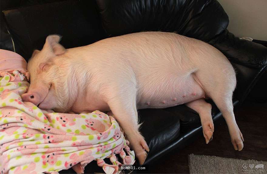 這對情侶以為他們領養的是迷你豬，但是兩年後這隻豬卻長到了670磅…