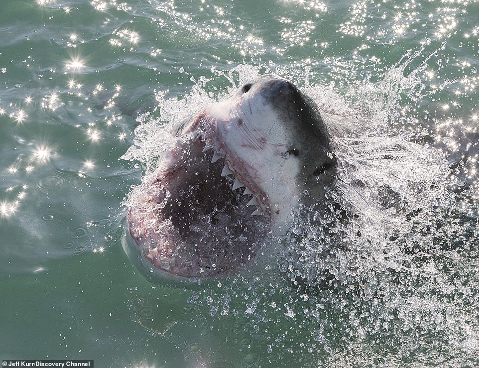 你是海豚嗎！　攝影師驚喜拍下「空中巨鯊」：飛越4.5公尺史上未見