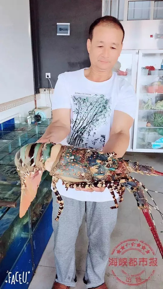 漁民捕捉到「價值450萬的神蝦」興奮養在海產店，但5天後「龍蝦死了」瞬間變一文不值…