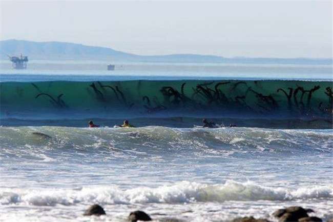 再也不敢下水了！　25張讓人觸發「海洋恐懼症」的驚悚照片