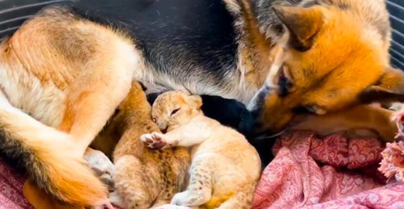 獅媽咬自己小孩！　大德牧「溫柔接手撫養」2隻小獅子：躺養母懷裡撒嬌超幸福❤️