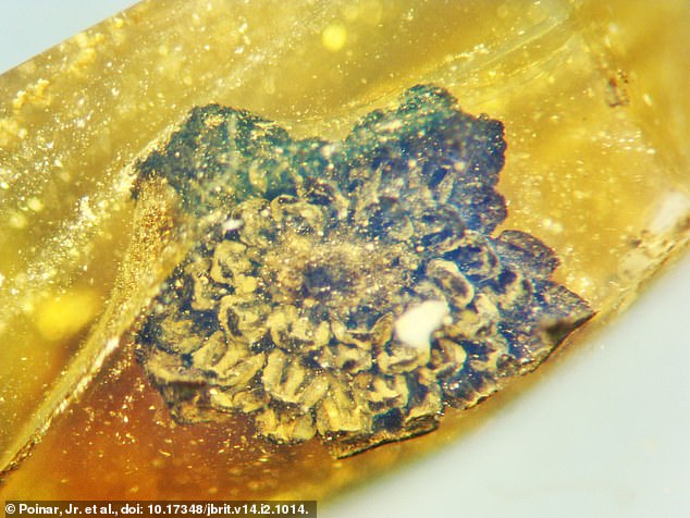 綻放1億年！　科學家發現「新品種花朵化石」　盛開超精緻「只有2毫米」：定格最美瞬間