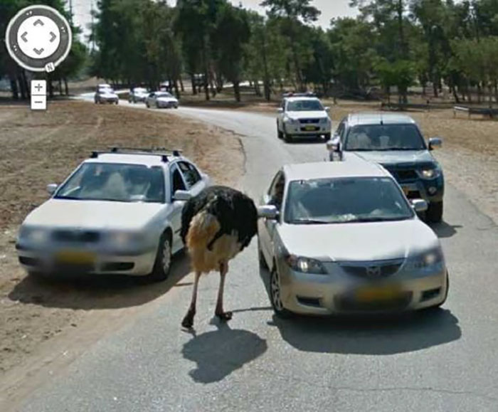 拍到飛天兔！　Google街景車不小心紀錄下的各種「亂入奇觀」